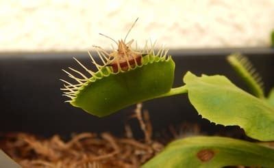 How to Feed a Venus Flytrap?- Live and Dead Prey Options – Venus ...