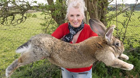 Conejo gigante de Flandes, una especie espectacular y apapachable.