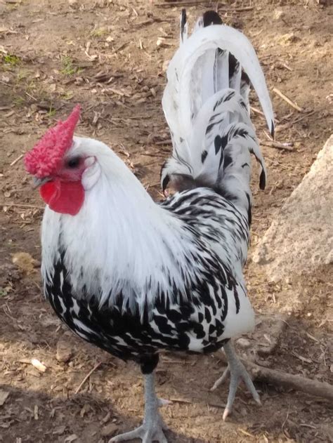 Our silver-spangled hamburg -- best rooster ever! : r/BackYardChickens