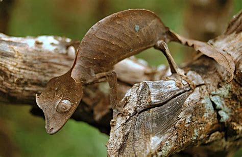 Satanic Leaf-Tailed Gecko 101: Care Tips & Other Facts!