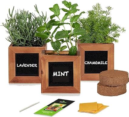 Amazon.com : Indoor Herb Growing Kit - Herbal Tea Plants Included in ...