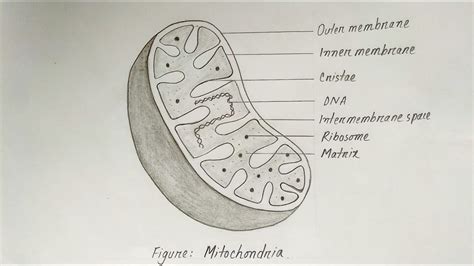 How to draw a Mitochondria easily l Biology Drawing l | Biology drawing ...