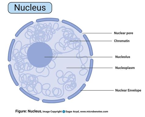 Nucleus: Definition, Structure, Parts, Functions, Diagram