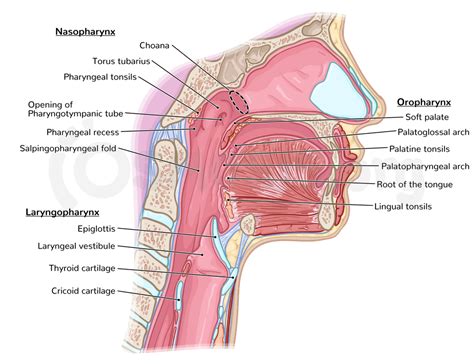 Anatomy of the pharynx and esophagus | Osmosis