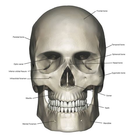 Anterior view of human skull anatomy with annotations Poster Print by ...