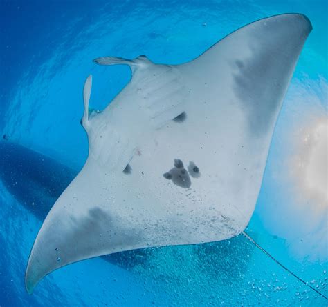 Scientists discover world’s first known manta ray nursery | The ...