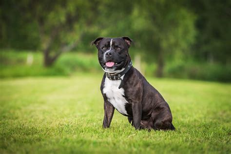 Staffordshire Bullterrier: Haltung und Wesen | zooplus Magazin