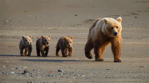 Cute bear cubs wallpaper | 1600x900 | #12552