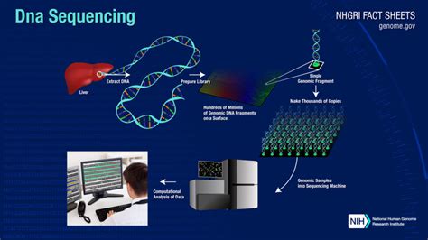 My Mini-Reflection on DNA Sequencing: Sanger and NGS – Cucumber ...