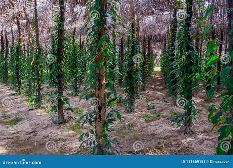 Khmer pepper farm, Kampot stock photo. Image of khmer - 111669154