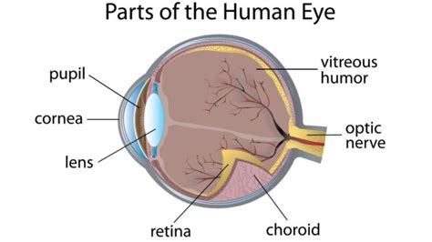 Vitreous Humor: What It Is and How to Understand It