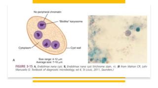 Endolimax nana | PPT