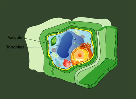 Vacuole Organelle