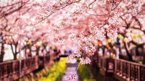 Japanese Flower Backgrounds