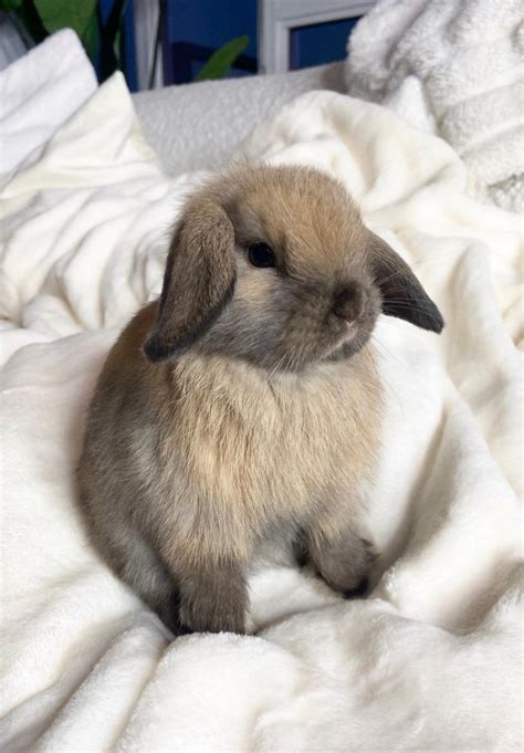 Holland Mini-Lop Rabbits For Sale | Los Angeles, CA #330395