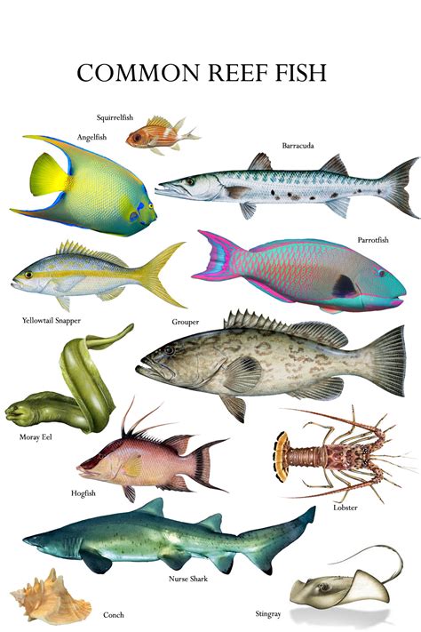 Florida Reef Fish Identification Chart