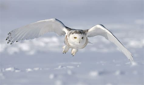 Snowy Owl Facts and Adaptations - Bubo scandiacus / scandiaca