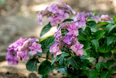 Endless Summer® Pop Star® Hydrangea Care & Growing Guide