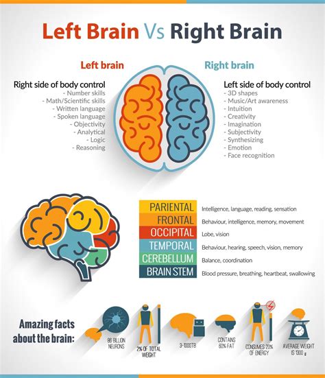 The left brain vs right brain confusion – Artofit