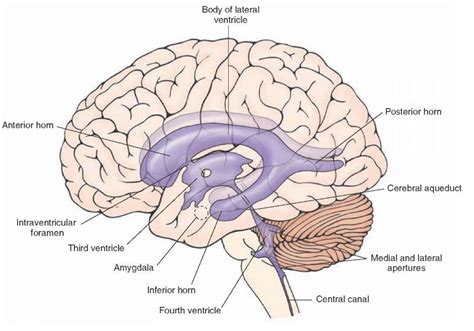 Overview of the Central Nervous System (Gross Anatomy of the Brain ...