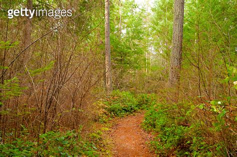 Pacific Northwest forest hiking trail 이미지 (996734106) - 게티이미지뱅크