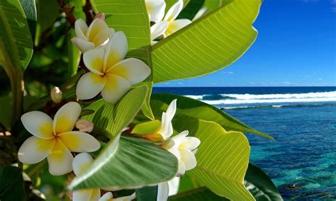 Flowers Tropical Beach Wallpapers - Top Free Flowers Tropical Beach ...