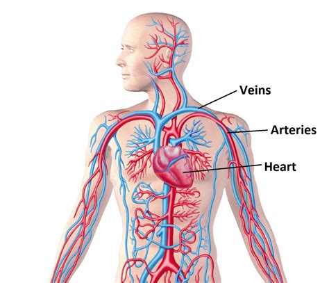 The best free Circulatory drawing images. Download from 115 free ...