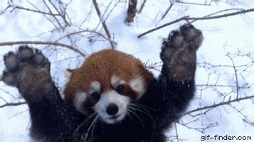 Red Panda GIF - Find & Share on GIPHY