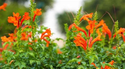 How to Plant, Grow, and Care for Cape Honeysuckle