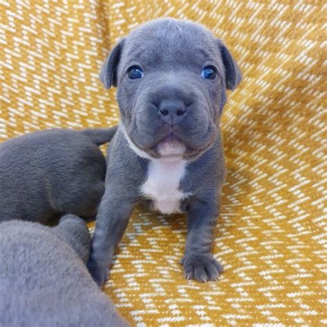 Amazing Blue Staffie Puppies For Sale in 2023 Check it out now!