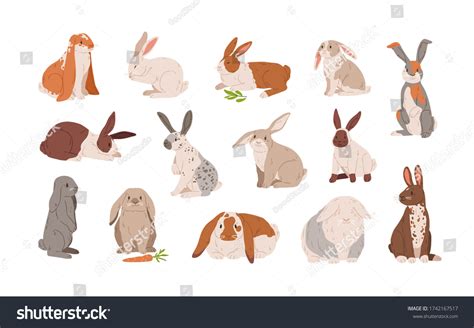 Set Different Breed Cute Realistic Rabbits Stock Vector (Royalty Free ...