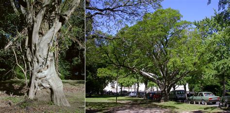 How to tame a wild fig tree | These native fig trees have a … | Flickr