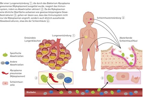 Mucous Membrane