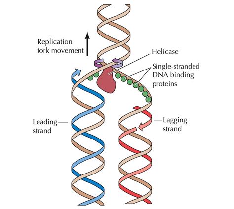 Diagram Explaining Dna Replication