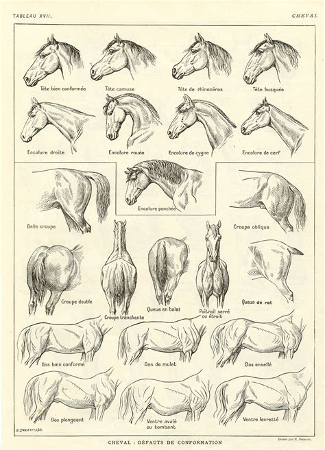 1921 Antique horse leg/back conformation print