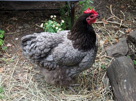 Blue Australorp hen | Heritage chickens, Chickens backyard, Chickens