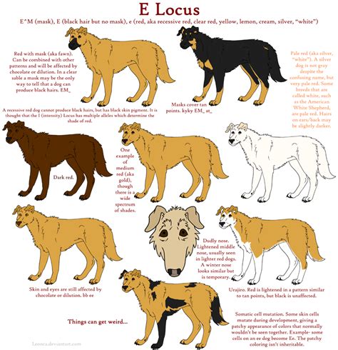 Dog Colors Guide- Red by Leonca on DeviantArt