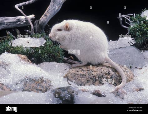 Mammal albino gerbil mongolian hi-res stock photography and images - Alamy