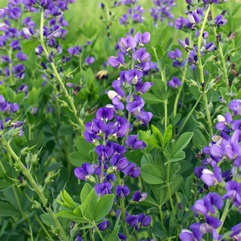 Blue Wild Indigo Flower Seeds Heirloom Native Flower Seeds - Etsy ...