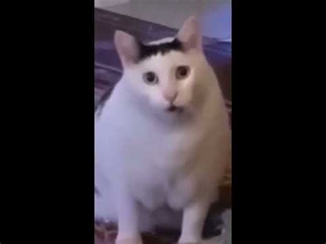 huh cat meme - YouTube