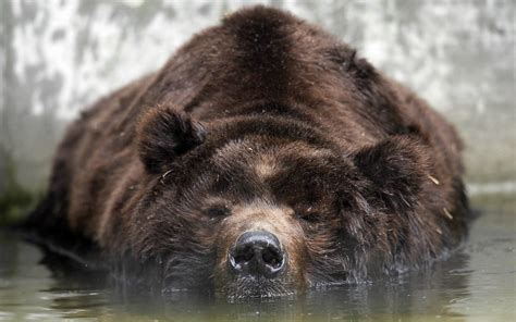 Wallpapers For > Grizzly Bear Snow Wallpaper Data - Grizzly Bear ...