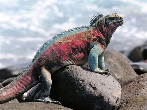 Marine Iguana – Facts, Size, Diet, Pictures