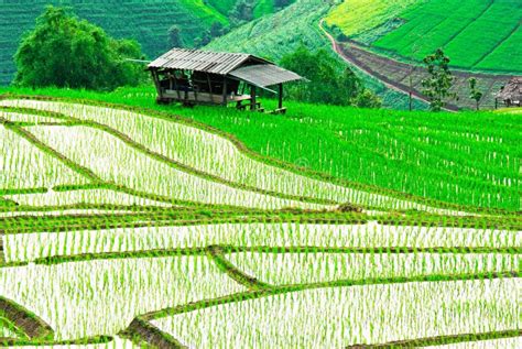 Terrace Rice Field, Chiang Mai, Thailand Stock Image - Image of food ...