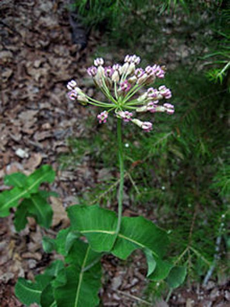 Asclepias amplexicaulis (Clasping Milkweed) 1 gallon - Mail Order Natives