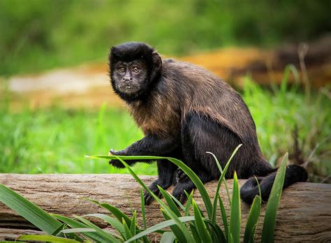 Brown Capuchin Monkey Photograph by Levana Sietses