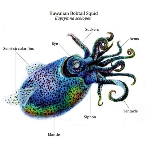 Hawaiian Bobtail Squid – "OCEAN TREASURES" Memorial Library