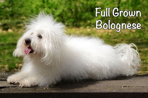 Full Grown Bolognese Dog: When, Size, Weight & More - Bichon World