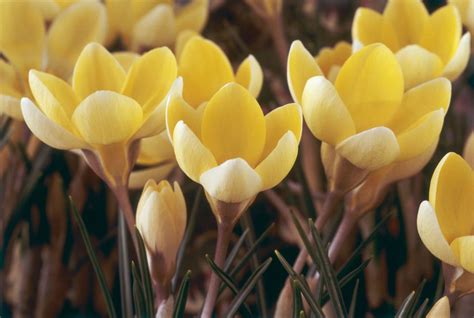 14 Beautiful Crocus Varieties to Plant