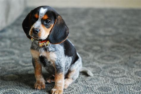 DSC_0112.JPG 1,600×1,071 pixels | Blue tick beagle, Beagle puppy ...