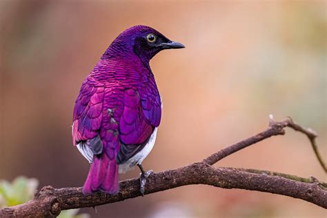 41 Purple Animals Found in Nature - Color Meanings